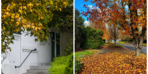 Roof & Gutter Cleaning Melbourne